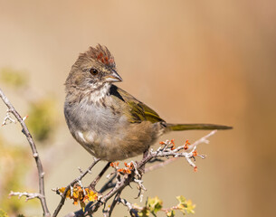 A green-tailed towhee in Wyoming