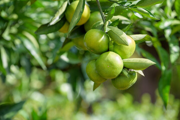 Satsuma orange fruit that began to ripe, on the tree