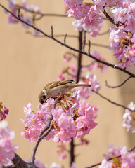 Fototapeta na wymiar Cherry blossoms and Tree Sparrow, Kawazu Zakura tree
