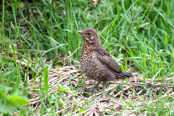 A juvenile Blackbird on the ground (Turdus merula).