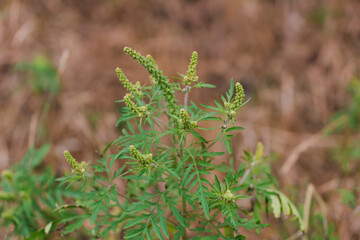 Ambrosia artemisiifolia dangerous allergenic plant which causing strong allergy summer and autumn. Ragweed blooming bushes. Dangerous weed flower hay fever. Flowering plant on field selective focus