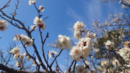 青空と満開の白い梅の花