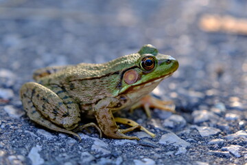 Toad on the side of the road