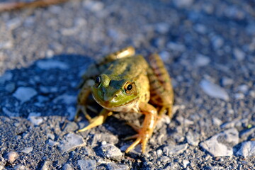 Frog on the pavement looking directly at the camera