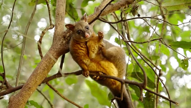 a coppery brushtail possum, climbing a tree, scratches its side at a rainforest in north qld, australia