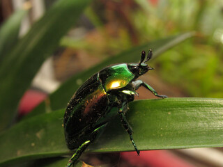 beetle Macraspis chrysis, metallic green color
