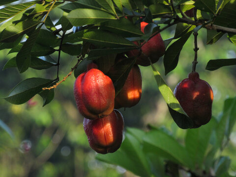 the ackee, also known as ankye (Blighia sapida), fruits still inedible