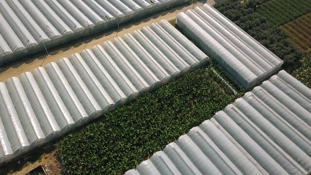 Top view of agricultural greenhouses. Clip. Beautiful green fields and greenhouses of agricultural production in summer. Agricultural industry for growing vegetables in fields and greenhouses