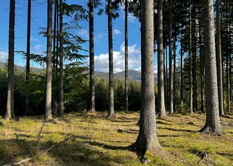 forest with tall trees