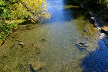 Wild salmon climb up the river