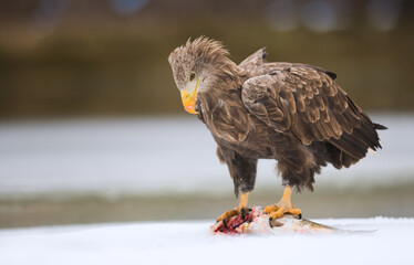 White-tailed eagle on ice with its prey. Wild bird of prey in its typical environment. Hunting eagle.