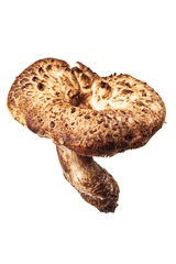 Sarcodon imbricatus, commonly known as the shingled hedgehog or Scaly Tooth isolated on white background