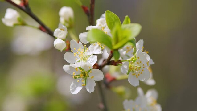 Nature scene with flowering white cherry flower. Trees swaying in the wind, fruit orchards blooming. Slow motion.
