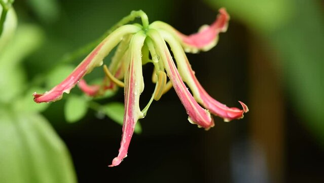 Climbing lily or gloriosa superba branch flowers on nature background.