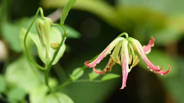 Climbing lily or gloriosa superba branch flowers on nature background.