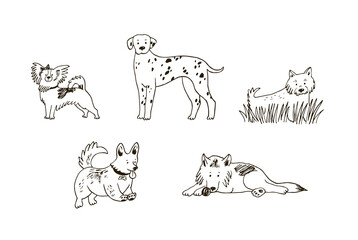 Dogs: dalmatian, corgi, west highland white terrier, papillon, shepherd dog line illustrations set.
