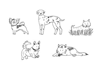 Dogs: dalmatian, corgi, west highland white terrier, papillon, shepherd dog line illustrations vector set.
