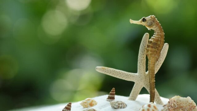 Thorny Seahorse or Hippocampus on nature background.