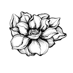 hand drawn sketch of magnolia, hand-drawn flower in white and black line