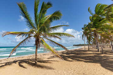 Beach scene with coconut palms