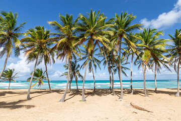 Fototapeta na wymiar Beach scene with coconut palms