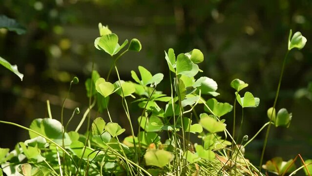 Water clover or marsilea crenata green leaves on nature background.