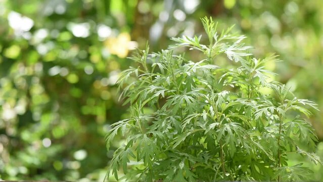 Mugwort or artemisia annua on nature background.