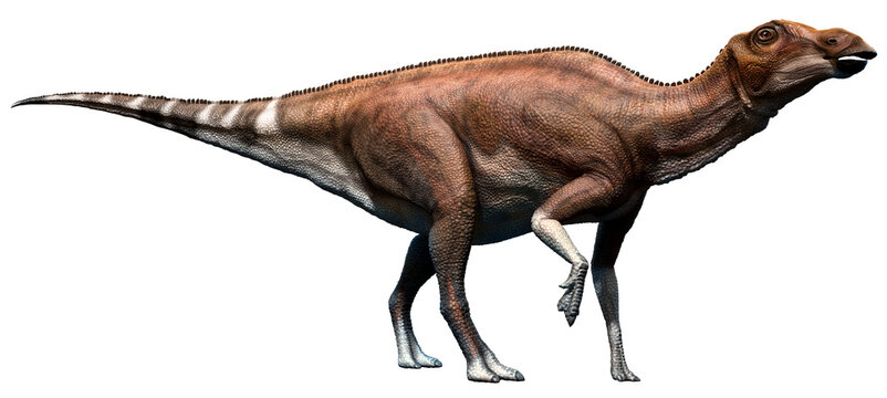 Fototapeta Brachylophosaurus hadrosaurid dinosaur 3D illustration 