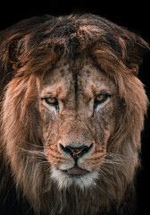 African male lion headshot looking into camera, close up