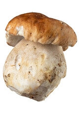 fresh porcini mushroom, Boletus mushroom, ceps isolated on white background