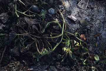 Dead faded plant on the burned ground. Soil covered with ash. Ecological problems