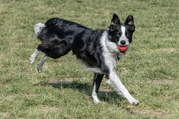 Fast border collie running with red ball.
Rubber ball is grasped with no problem by this dog breed
 - obrazy, fototapety, plakaty