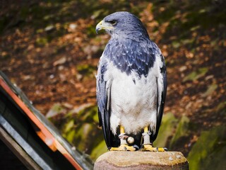 Portrait of a falcon in a natural wildlife park.