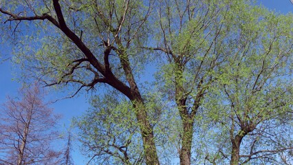 Old leafless bare tree over blue sky background