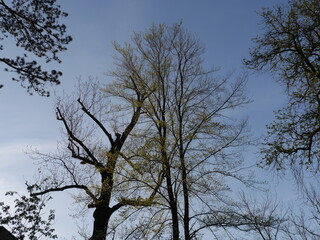 Old leafless bare tree over blue sky background