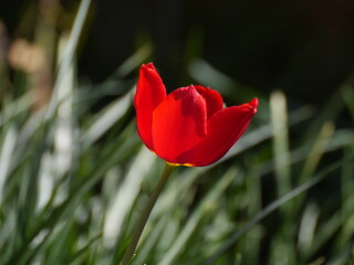 Lonely red tulip in the garden.