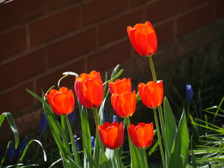 Red tulips in the garden. Spring flowers blossom.