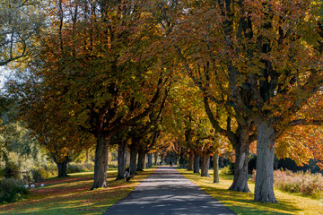 Naklejka premium Landscape view of small street with colourful trees in fall, Golden yellow and orange leaves with soft sunlight in the morning, Nature path with row of tree along the road, Nature autumn background.