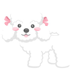 white cue poodle dog animal