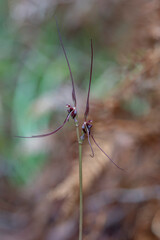Acianthus caudatus (Mayfly Orchid) - NSW, Australia