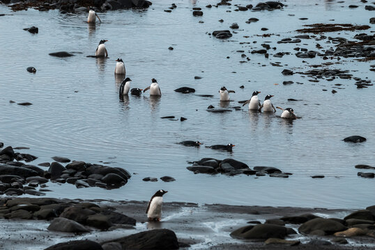  Gentoo Penguin,Hannah Point, Antartica