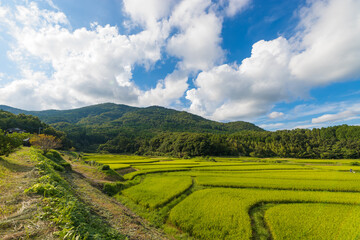 田んぼと青空（大分県豊後高田市）