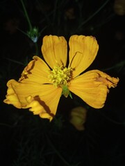 yellow flower on a green background