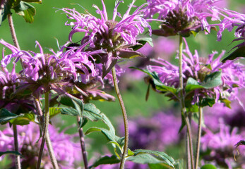 Fototapeta premium flowers in the field