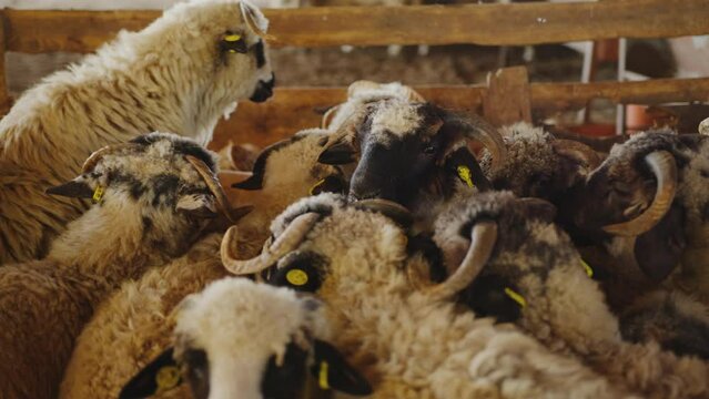 Spectacular filming in motion with beautiful sheep piled up with their silly and funny heads. High resolution and very good image quality.