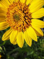 yellow flower closeup