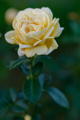 兵庫県神戸市東灘区岡本の薔薇公園での黄色い薔薇の花びらのクローズアップ