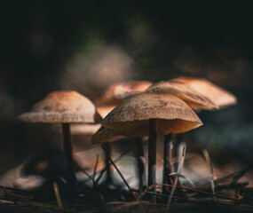 Mushrooms growing on forest floor