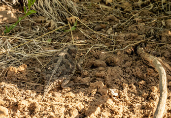Horned Toad Crawls Over Sandy Trail