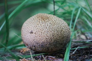 Mushroom grows on forest floor